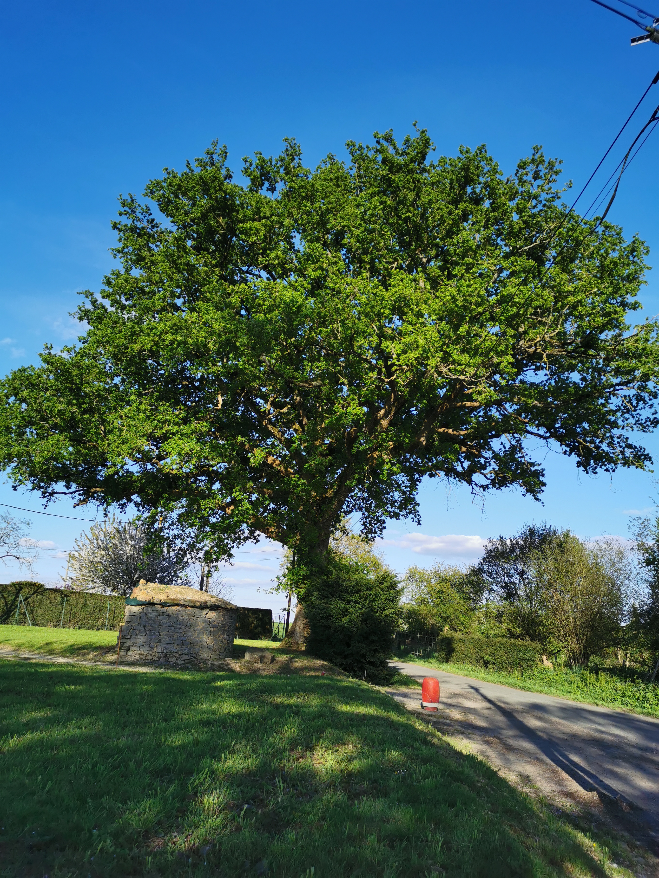 Un arbre témoin de nos ancêtres